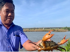 Trà Vinh: Farmers are excited with the extensive crab farming project