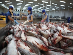 Shrimp and pangasius market recap White leg shrimp’s prices on rise in April