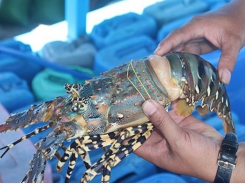 Prices of lobster heavily slump
