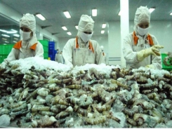 Factories are in need of shrimp material