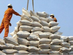 Trade Ministry proposes lifting rice export quota