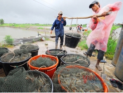 Domestic shrimp price has not recovered