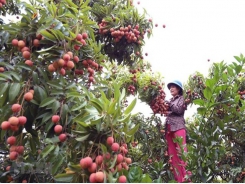 Vietnam to export first batch of litchi to Japan in late May