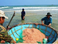 Quảng Nam fishermen enjoy bumper tiny shrimp season
