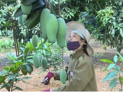 Sơn La mangoes exported to US, Canada and Australia