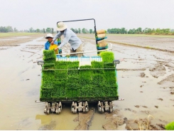 Giảm lượng giống gieo sạ, tăng năng suất và lợi nhuận cho người trồng lúa