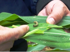 Quy trình kỹ thuật phòng, chống sâu keo mùa thu (Spodoptera frugiperda)