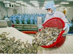 Exports of shrimp increase after the first two months