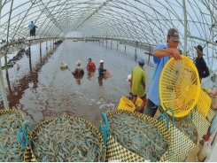 Aquaculture in combination with solar energy in Vietnam