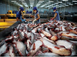 Cơ hội cho cá tra tại thị trường trong nước