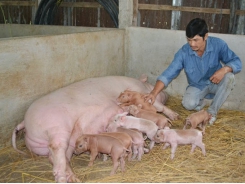 Chăm sóc lợn nái sau khi sinh