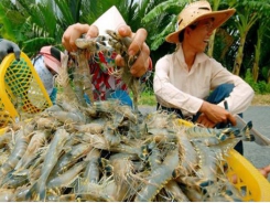 Prices of Vietnamese shrimp may slightly decrease in 2020 due to Covid-19