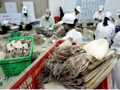 Nguyên nhân nào khiến xuất khẩu mực, bạch tuộc sang thị trường Hàn Quốc giảm sâu?