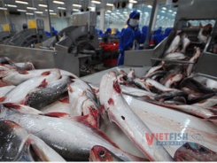 America postponed the food safety assessment on Vietnamese pangasius