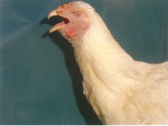 Bệnh viêm phế quản truyền nhiễm trên gà