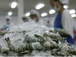 Shrimp demand rises but Vietnamese processors lack materials