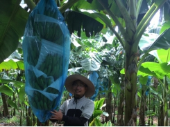 Trồng xen chuối già Nam Mỹ trong vườn cao su cho năng suất cao