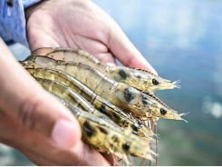 Shrimp cultivation without antibiotics in Khánh Hòa