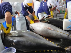 Export of ocean tuna copes with difficulties in the EU and US