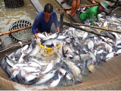 Pangasius exports “turn challenges into chance” amid Covid-19 pandemic