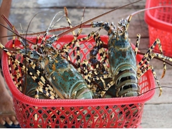 Hà Nội’s prices of lobsters fall a further 30%