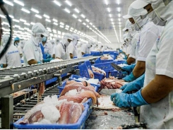 Pangasius exports receive good signals from major markets