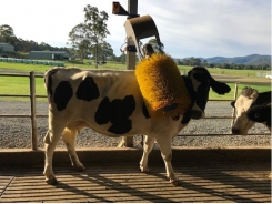 Robot chăn nuôi bò sữa kiểu Úc