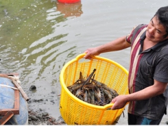 Shrimp exports slightly increase in the first three months of 2020