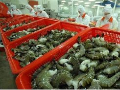 Việt Nam has high shrimp export growth to US and Japan in Q1