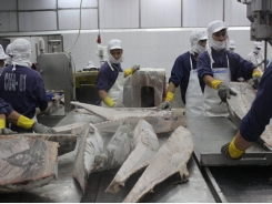 Prices of tuna slump without being exported due to Covid-19