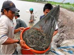 Kiên Giang: Disease outbreak on shrimp farms