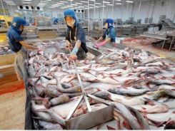 US reduces import tariffs for Vietnamese pangasius exporters