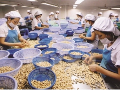 Export of cashew nuts faces difficulties post Covid-19