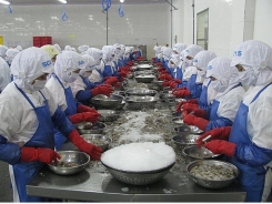 Japan becomes Vietnam’s leading import market for shrimp