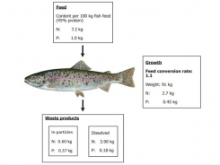 A Guide to Recirculation Aquaculture - Part 10