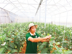 Viet Nam agriculture out in the cold for credit