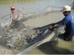 Khuyến cáo nuôi tôm trong điều kiện chuyển mùa