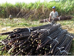 Chuyển lúa sang mía trái vụ thu nhập cao