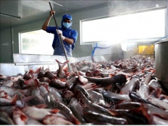 US cuts anti-dumping taxes on Vietnamese catfish products