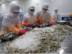 Vietnam sees high shrimp export growth to US and Japan in Q1