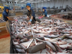 Pangasius prices remain at bottom amid China buys back