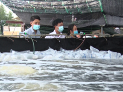 Nuôi tôm thẻ trên cát, đảm bảo an toàn thực phẩm