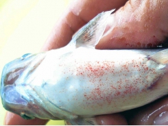 Phòng trị bệnh do vi khuẩn trên cá nuôi lồng bè
