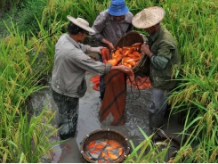 Lessons from China - the home of integrated aquaculture