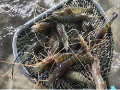 Unstable shrimp market before the new wave of COVID-19