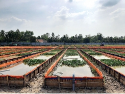 Nâng cao chất lượng lươn giống