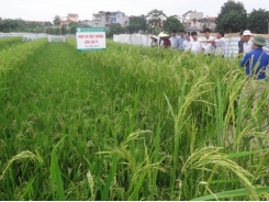 Hybrid rice in Vietnam - The story continues