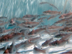 Vaccine có thể cứu hàng triệu người nuôi cá da trơn Hoa Kỳ