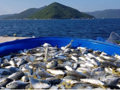 Norway - Decades-long supporter of Vietnam’s marine aquaculture