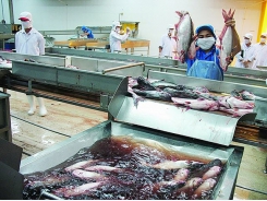 What is constraining production and export of shrimp and shutchi catfish?